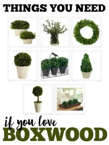 What are the must have things you need if you love boxwood? Check out my favorites list and what I think a boxwood lover needs in their home.